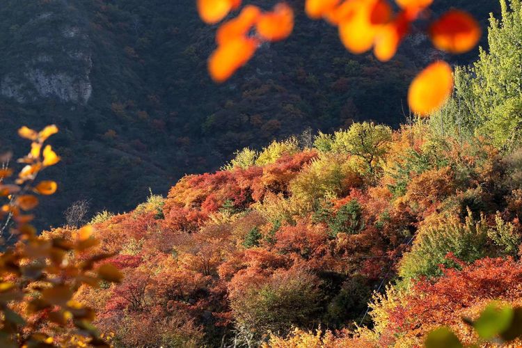 【赏秋徒步 景区定向】坡峰岭一日团建